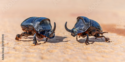Close-up of two adult male European rhinoceros beetle (Oryctes nasicornis) - central Menorca 