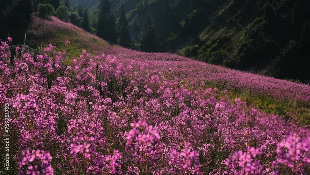 Beautiful flowers Ivan Chai or Kiprey fireweed in mountains at sunset Beautiful flowers Ivan Chai or Kiprey fireweed in mountains at sunset