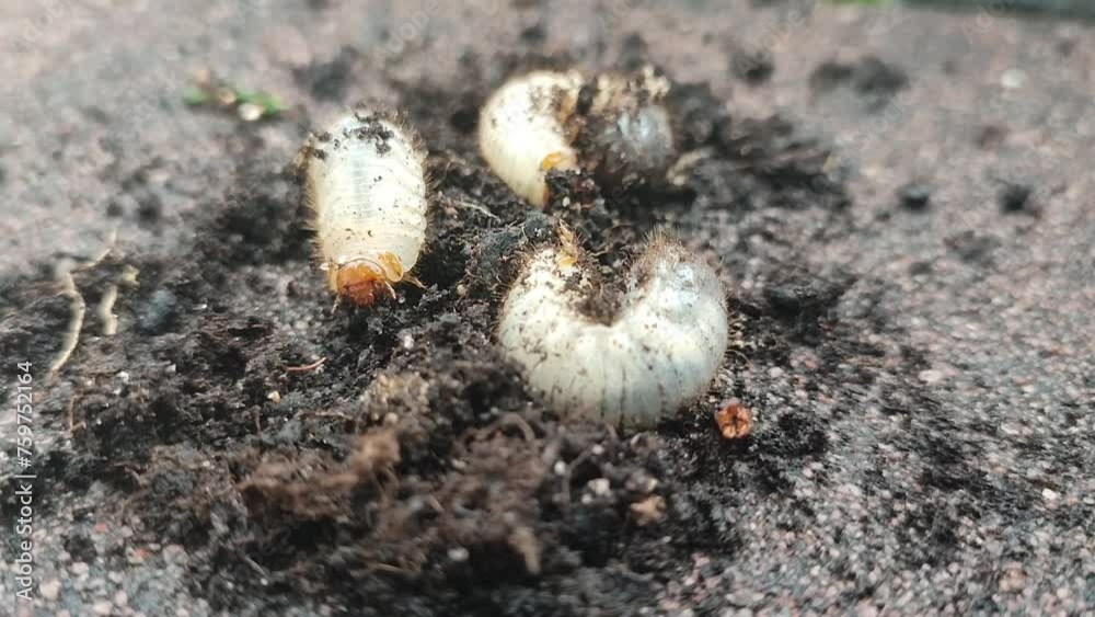mole cricket larvae in the ground mole cricket larvae in the ground