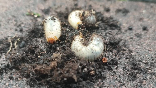 mole cricket larvae in the ground