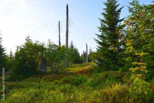 Nationalpark Bayerischerwald, Sommerwanderweg Richtung Himmelleiter, Lusengipfel photo