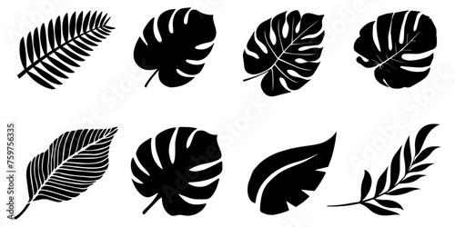 Silhouettes of palm leaves. Vector black leaves from a palm tree.