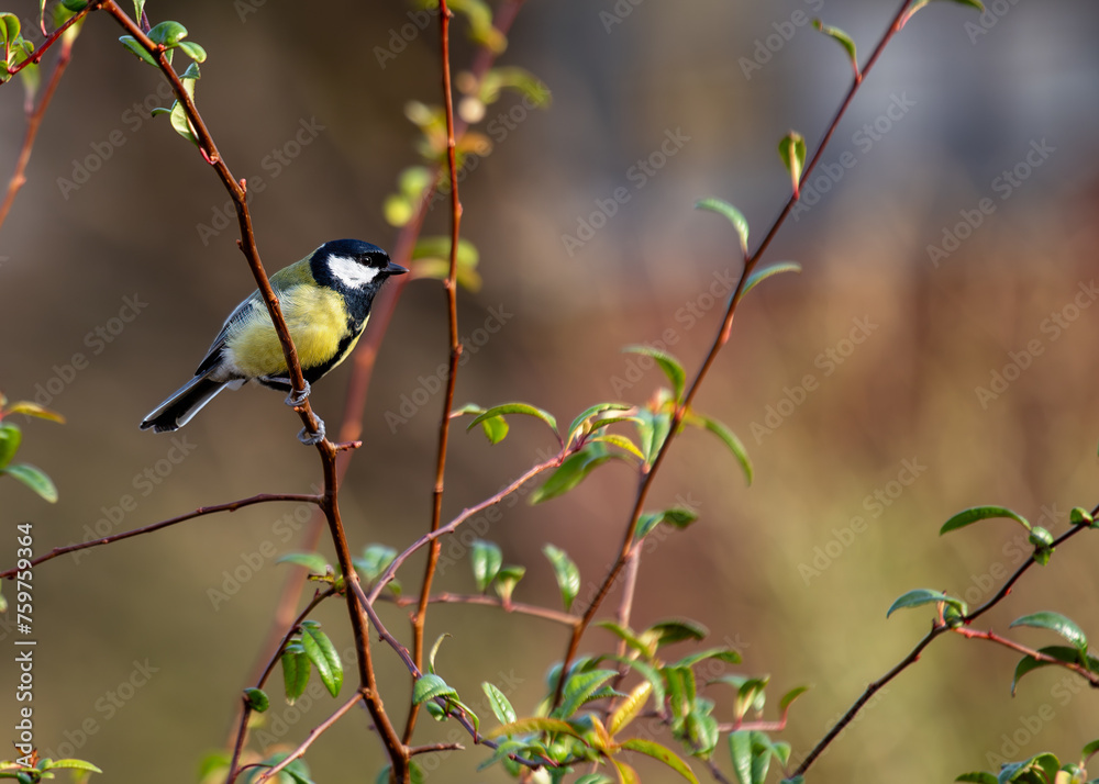 Obraz premium Great Tit (Parus major) - Widespread across Europe & Asia