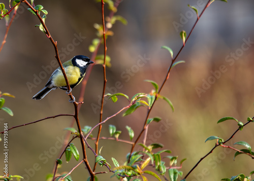 Great Tit (Parus major) - Widespread across Europe & Asia