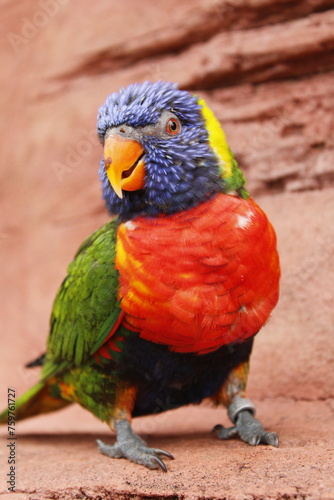 Rainbow lorikeet