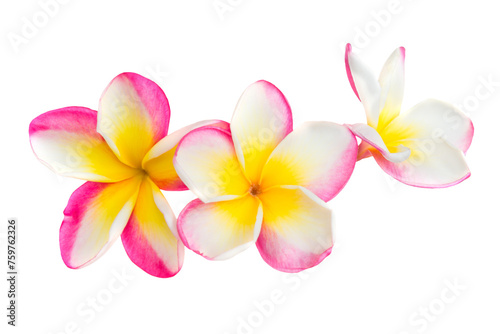 Three pink and yellow frangipani plumeria flowers with isolated petals in PNG isolated on transparent background