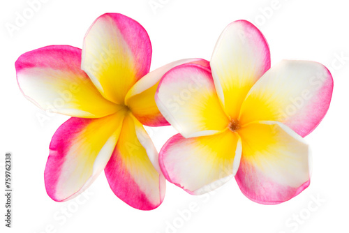 Two pink and yellow frangipani plumeria flowers with isolated petals in PNG isolated on transparent background