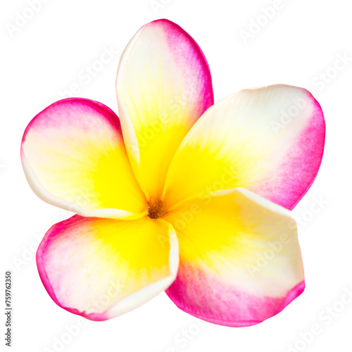 Pink and yellow frangipani plumeria flower with isolated petals in PNG isolated on transparent background