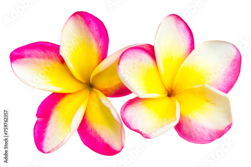 Two pink and yellow frangipani plumeria flowers with isolated petals in PNG isolated on transparent background