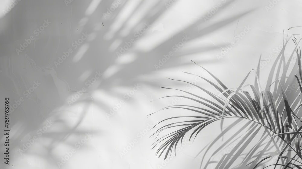 Obraz premium Branch with Leaves Casting Shadows on White Wall