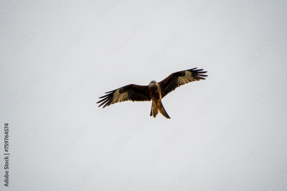 detailed close-up of a red kite (Milvus milvus) in flight, hunting detailed close-up of a red kite (Milvus milvus) in flight, hunting