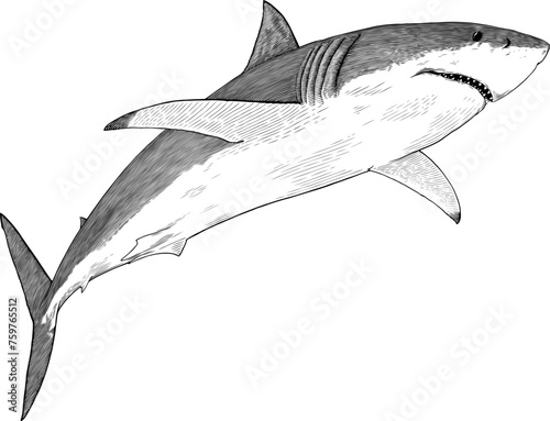 Black and white vector illustration of great white shark