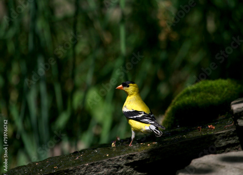 American Goldfinch Standing on a Rock with Blurred Background at Eagle Creek Park in Indianapolis, IN, USA
