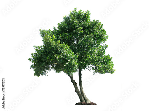 Trees isolated, transparent background