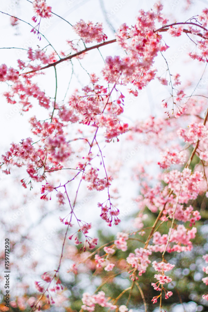 Ethereal Beauty of Weeping Sakura in Heian Jingu, Kyoto