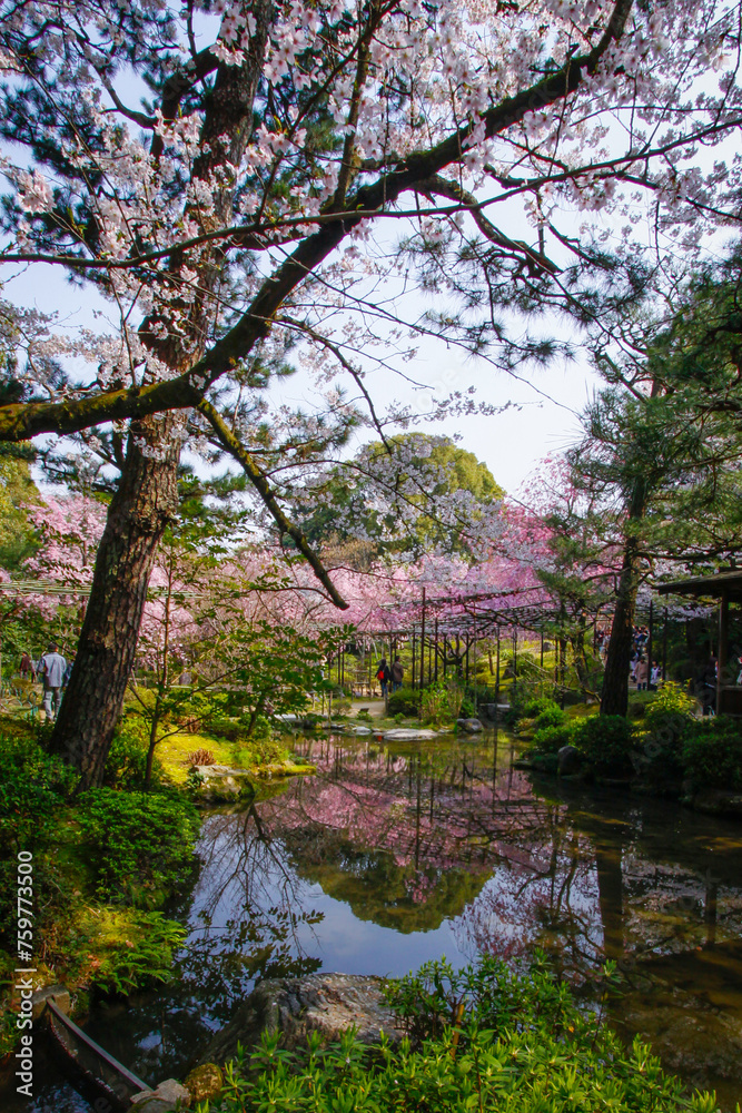 Spring’s Delicate Dance: Weeping Sakura at Kyoto’s Heian Shrine