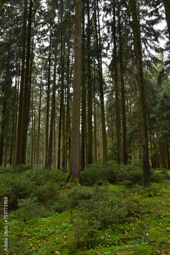 Wald, Forst, Waldlandschaft, Naturverjüngung
