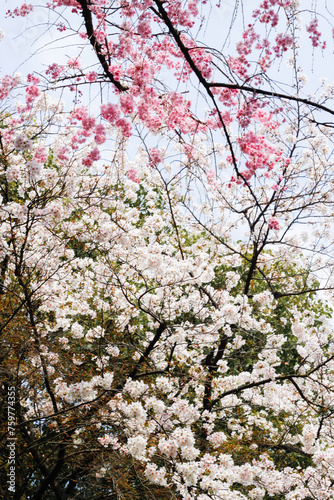 Spring’s Serenade: A Tapestry of Pink and White Blossoms