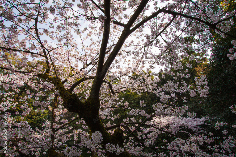 Ephemeral Beauty of Sakura at Kyoto’s Heian Shrine