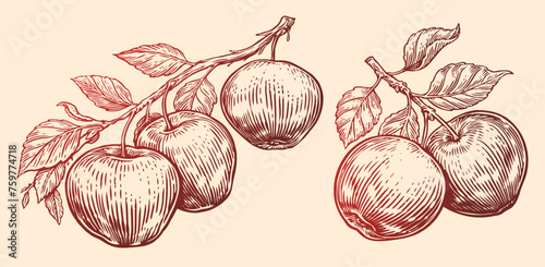 Apples with leaves hang on branch. Fruit sketch vector illustration. Vintage style engraving
