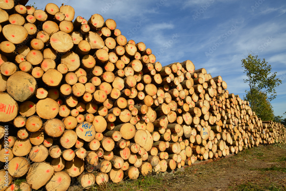 Wald, Holzpolter, Holzlager eines Kahlschlags