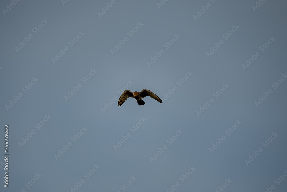 detailed close up of a kestrel (Falco tinnunculus) bird raptor hovering, scanning for prey detailed close up of a kestrel (Falco tinnunculus) bird raptor hovering, scanning for prey
