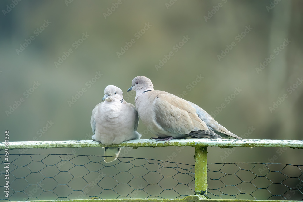 close up of a pair of collared doves (Streptopelia Decaocto) petting whist perched on a railing - obrazy, fototapety, plakaty 