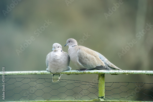 close up of a pair of collared doves (Streptopelia Decaocto) petting whist perched on a railing photo