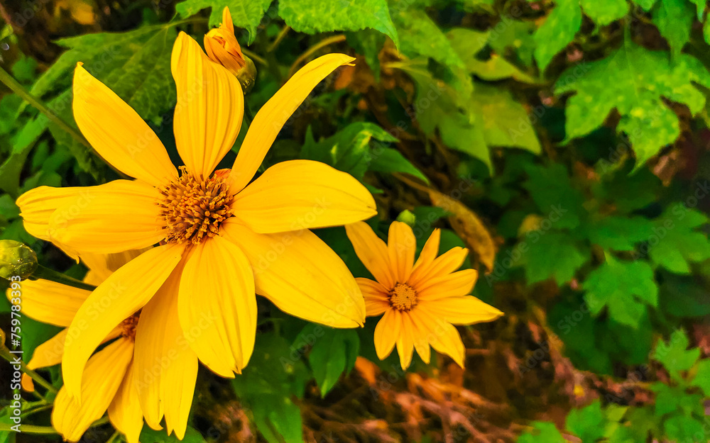 custom made wallpaper toronto digitalYellow beautiful tropical flowers Arnica and plants in Mexico.