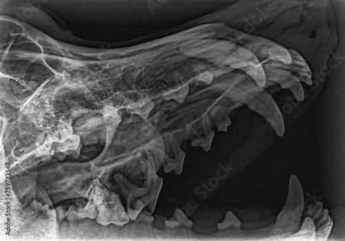 Dental x-ray showing an abscess on a molar root in a dog. Loss of periapical bone density photo