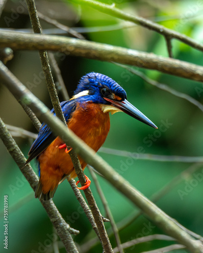 blue eared kingfisher on branch photo