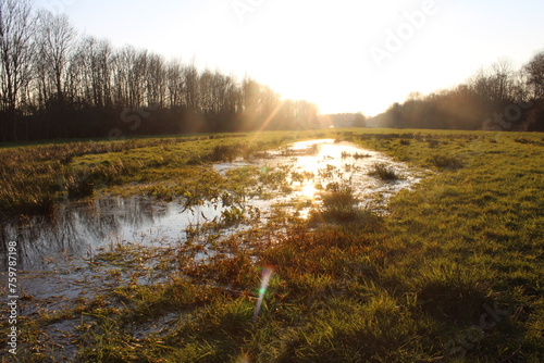 morning on the swamp