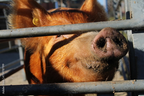 Pig behind bars