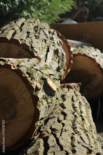 Cutt wood 