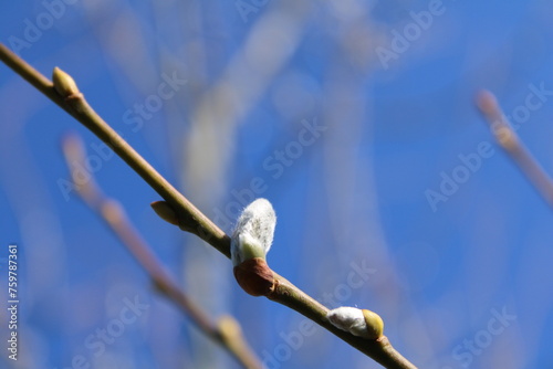 buds of willow