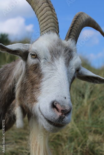 portrait of a goat
