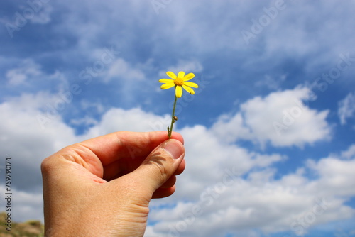 daisy in hand