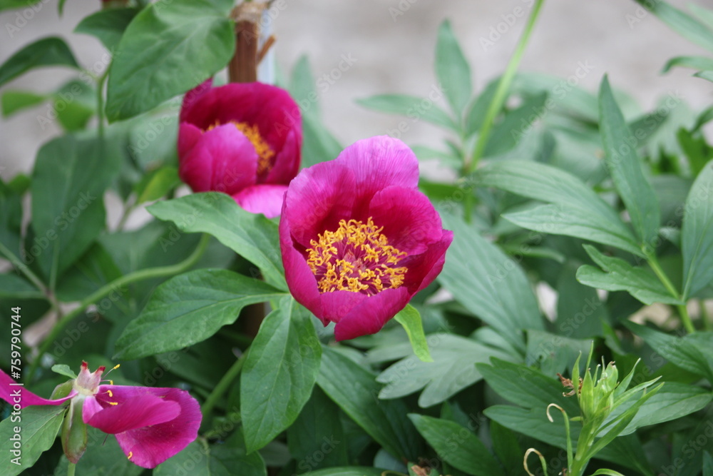 Paeonia mascula is a species of peony. Paeonia mascula is a species of peony.
