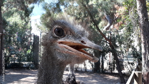 Hungry African ostrich alone outdoor