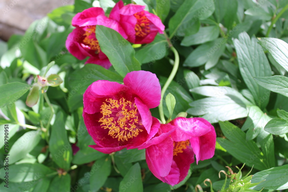 Obraz premium Paeonia mascula is a species of peony. 