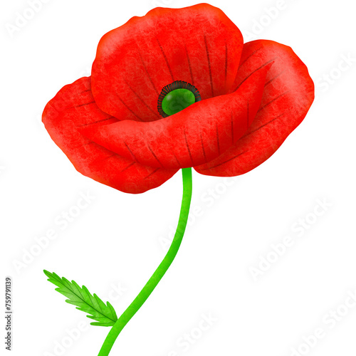 red poppy isolated on white