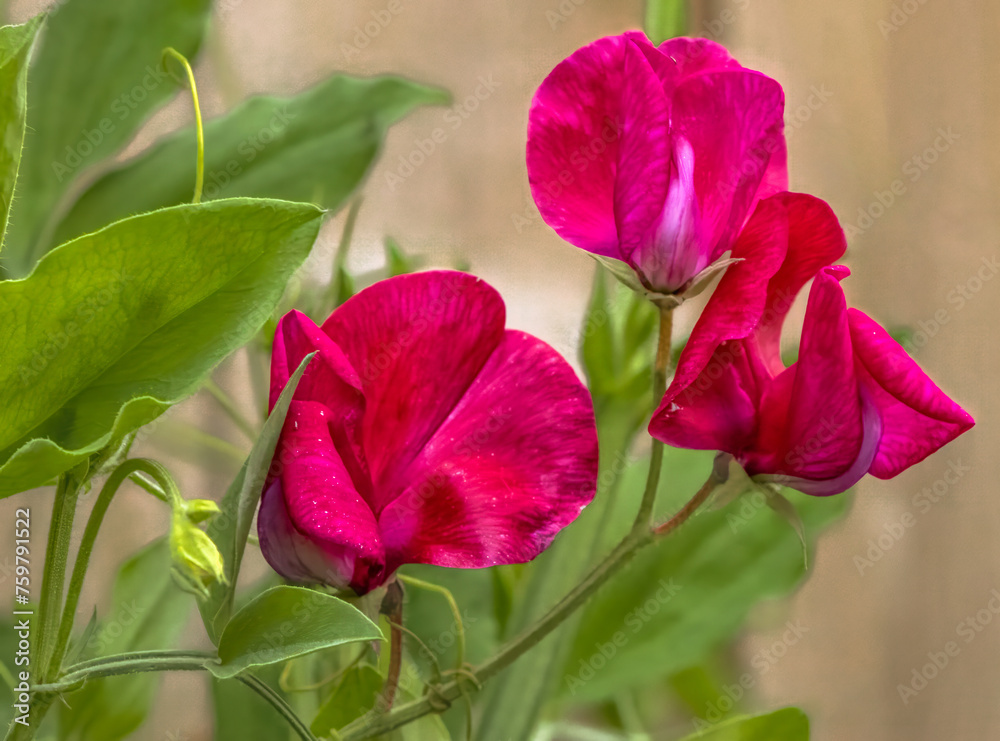 Three Red Sweet Peas Blooms Close Up Three Red Sweet Peas Blooms Close Up