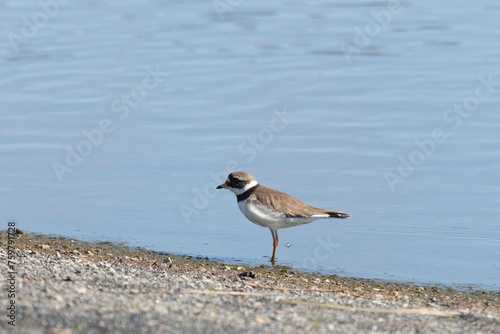 Common ringed plover on the sandy river bank