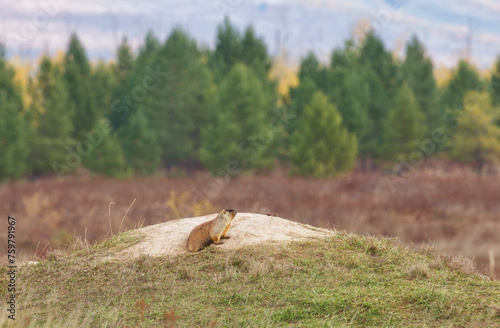 Tarbagan or Mongolian marmot lies on a stone on autumn day