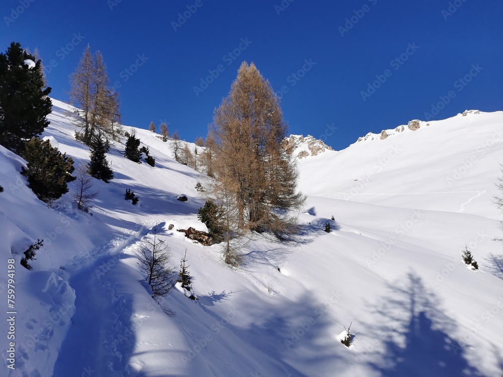 Larch tree along a snow-covered mountain path in Italy