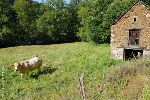 Vache et vieille grange près de Villefranche De Rouergue