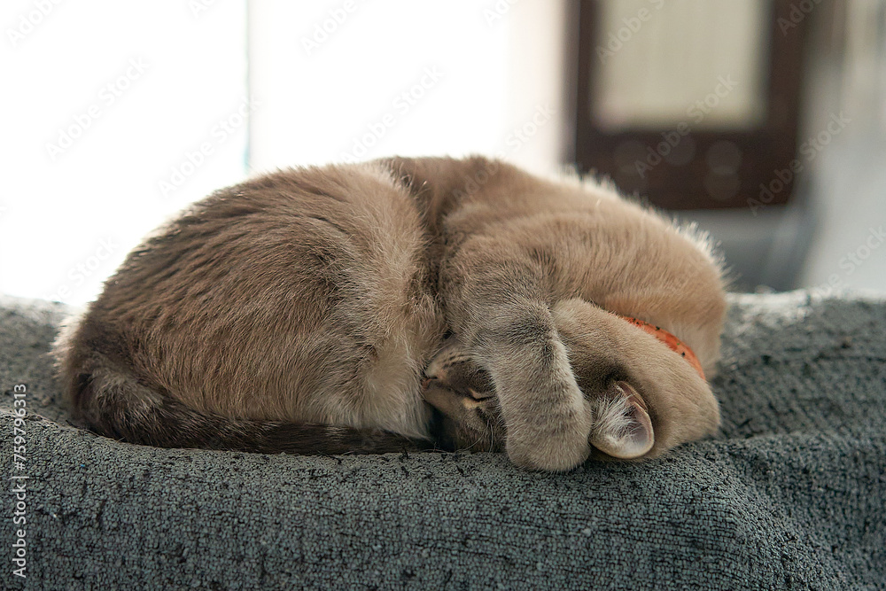 A cat is sleeping on a couch. The cat is curled up and has its paws tucked under its body