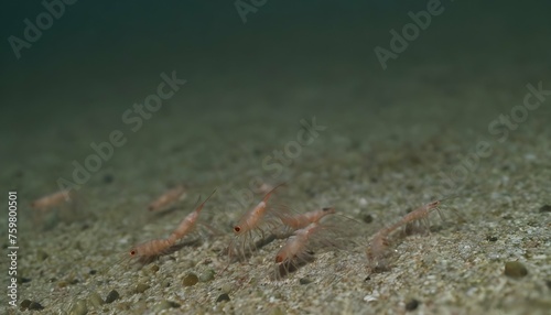 A Group Of Tiny Shrimp Scavenging For Food On The Upscaled 6 © Zeenat
