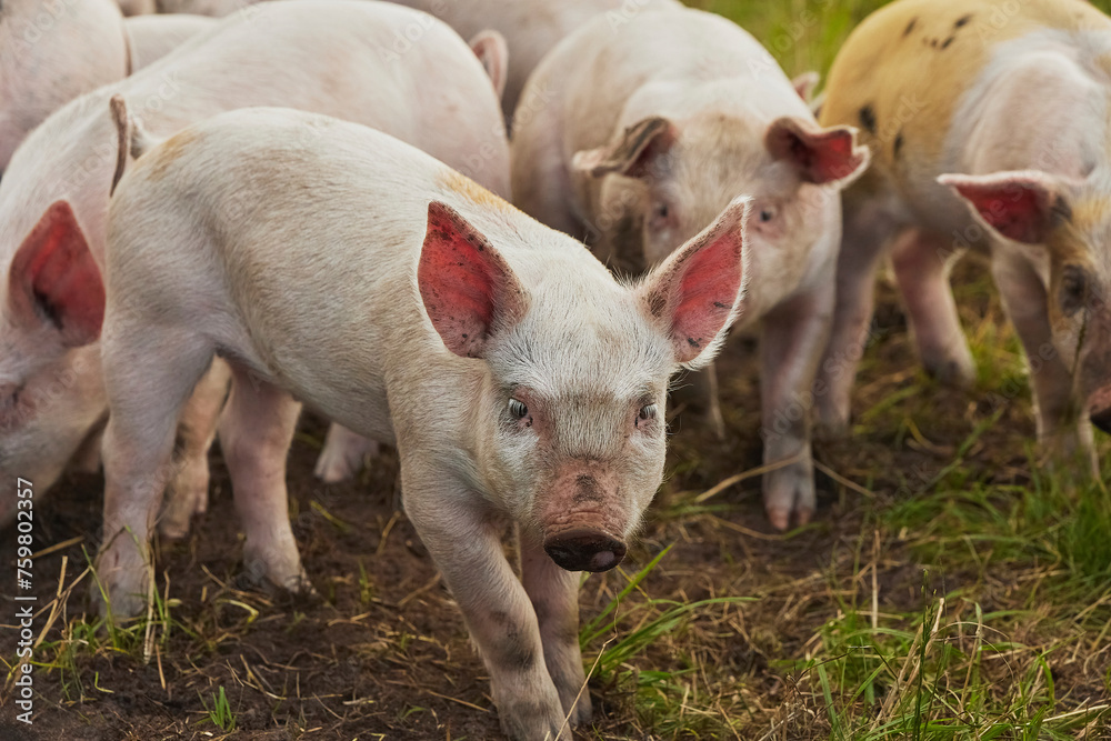 Eco pig farm in the field in Denmark. Cute piglets in the pasture Eco pig farm in the field in Denmark. Cute piglets in the pasture