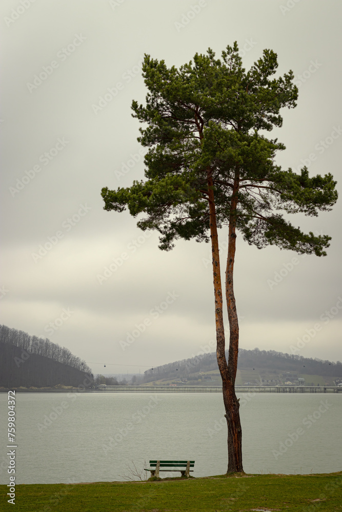 Drzewo z ławeczką na tle jeziora w pochmurny dzień  - obrazy, fototapety, plakaty 